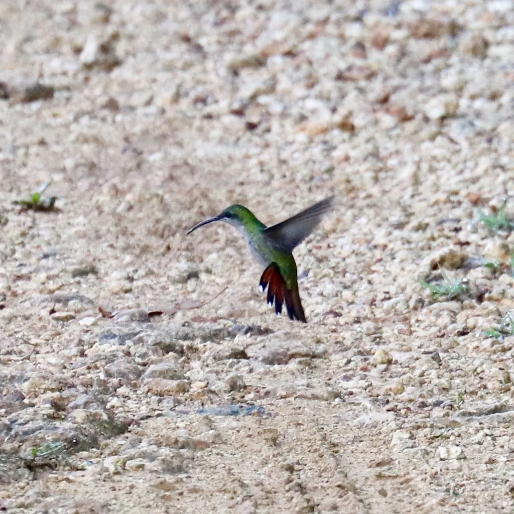 黑胸芒果蜂鸟(Anthracothorax dominicus)