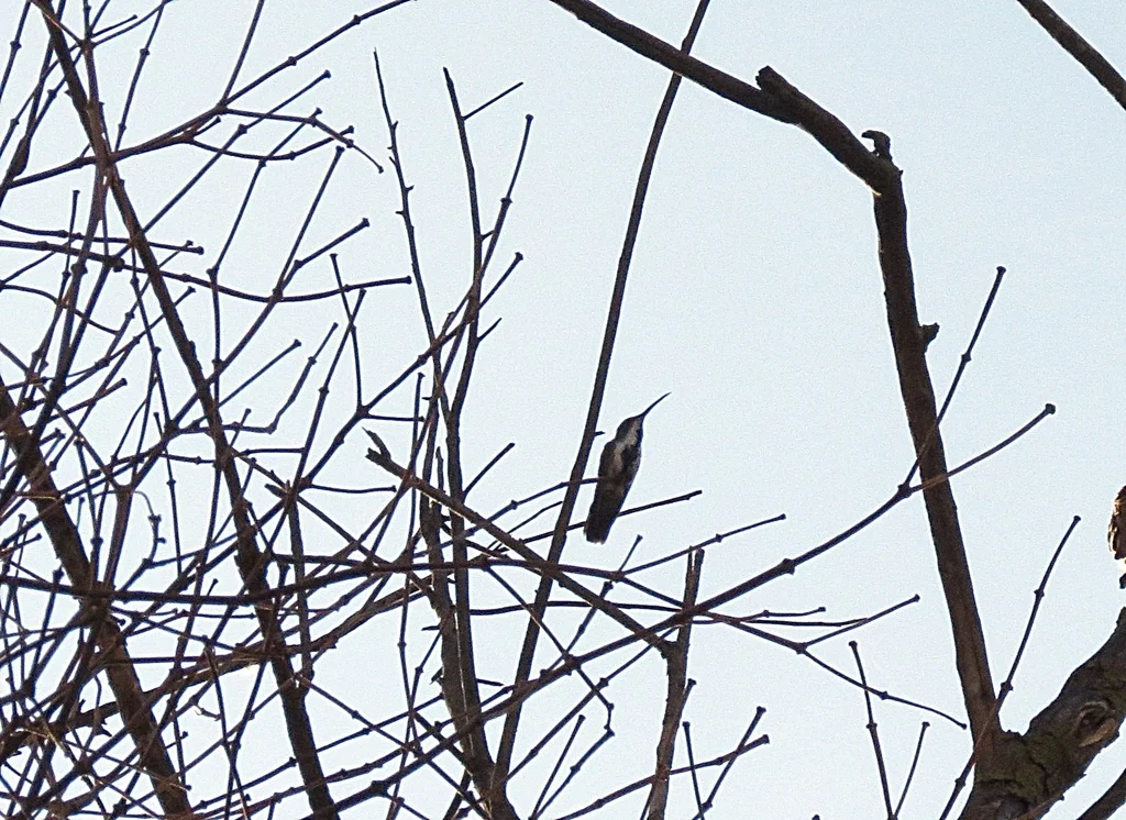 黑喉芒果蜂鸟(Anthracothorax nigricollis)