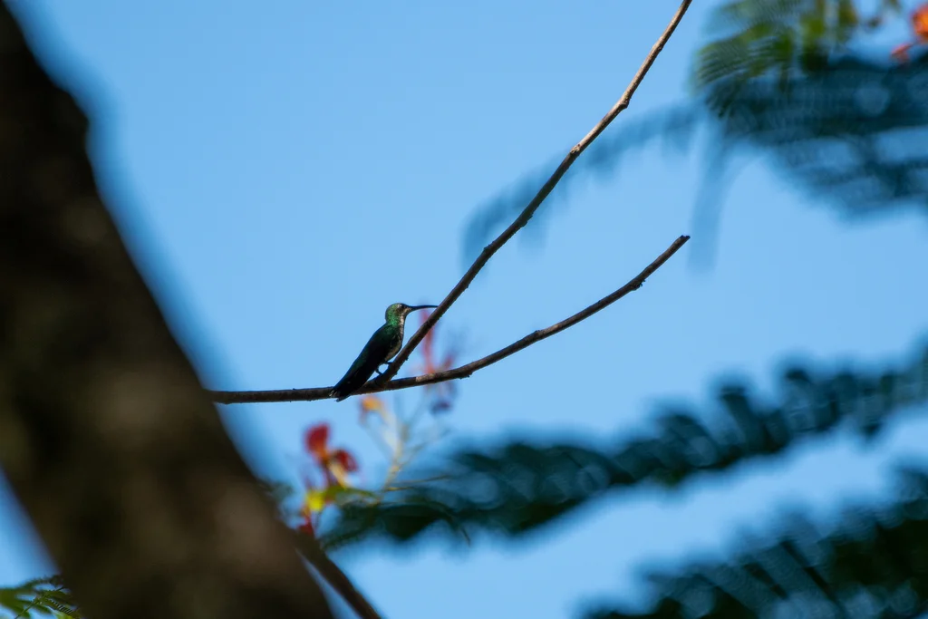绿胸芒果蜂鸟(Anthracothorax prevostii)