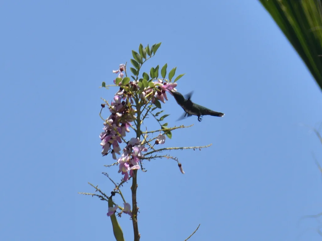 绿胸芒果蜂鸟(Anthracothorax prevostii)