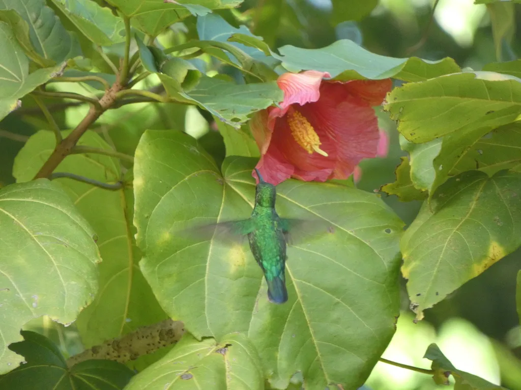 绿芒果蜂鸟(Anthracothorax viridis)