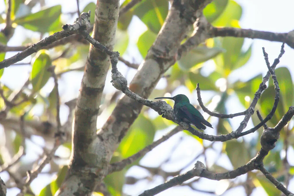 绿芒果蜂鸟(Anthracothorax viridis)