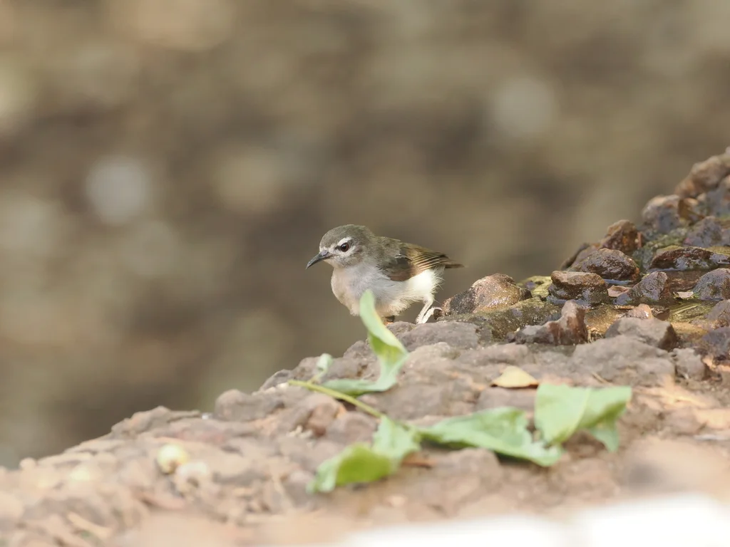 灰褐食蜜鸟(Anthreptes gabonicus)