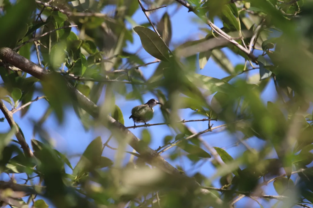 灰褐食蜜鸟(Anthreptes gabonicus)