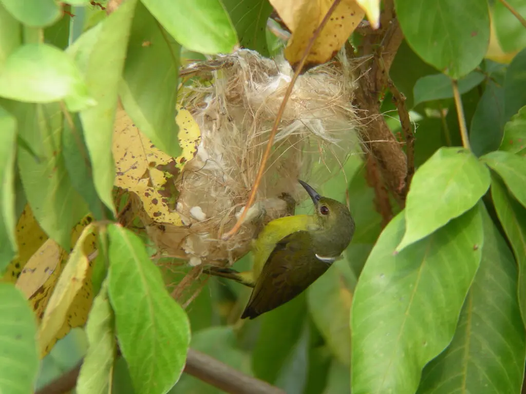 褐喉食蜜鸟(Anthreptes malacensis)