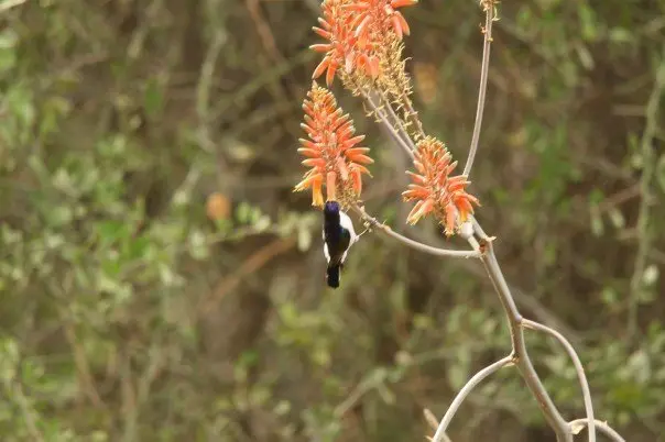 东紫背食蜜鸟(Anthreptes orientalis)