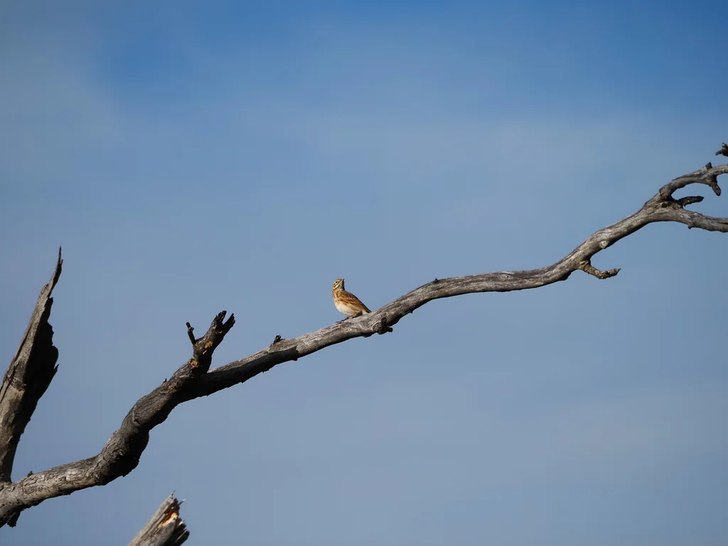 澳洲鹨(Anthus australis)