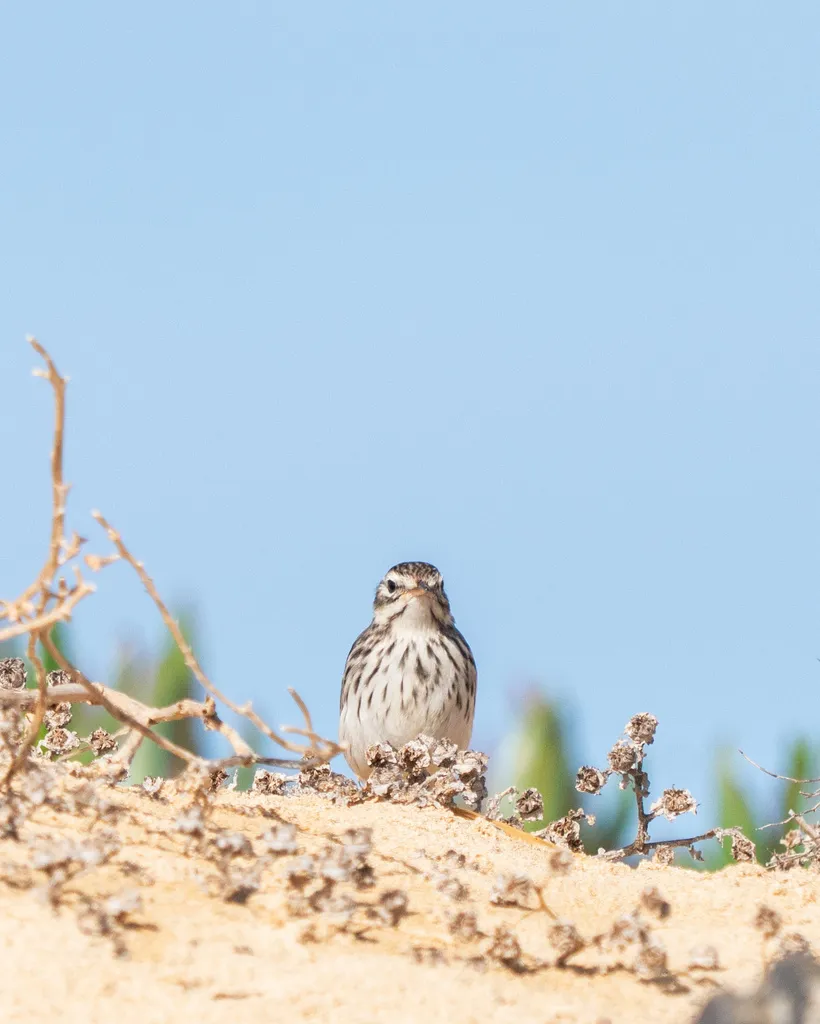 伯氏鹨(Anthus berthelotii)