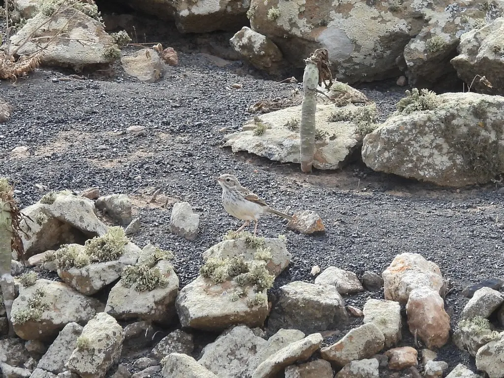 伯氏鹨(Anthus berthelotii)