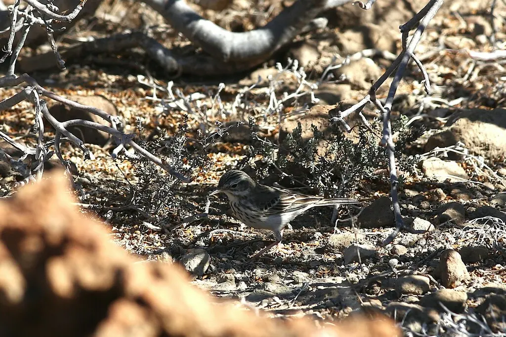 伯氏鹨(Anthus berthelotii)
