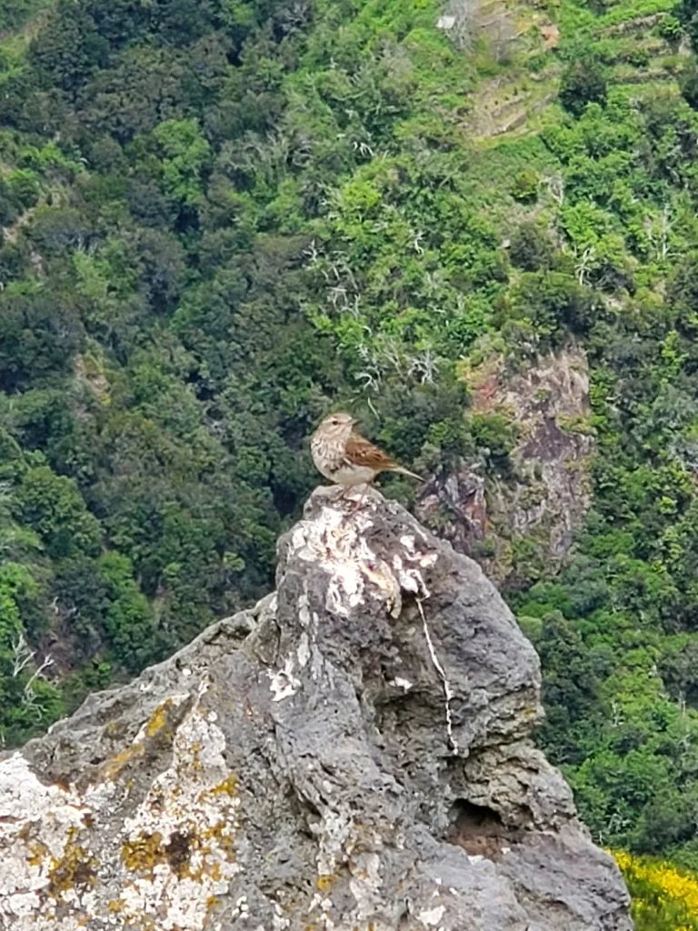 伯氏鹨(Anthus berthelotii)