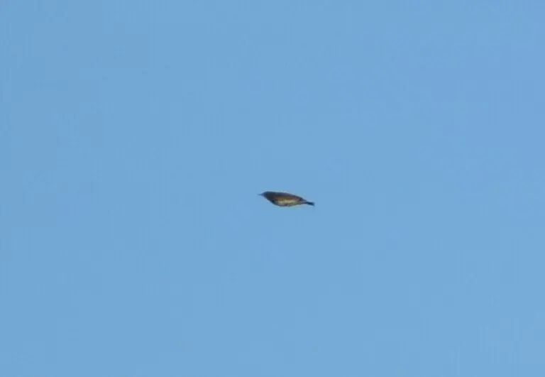短尾鹨(Anthus brachyurus)
