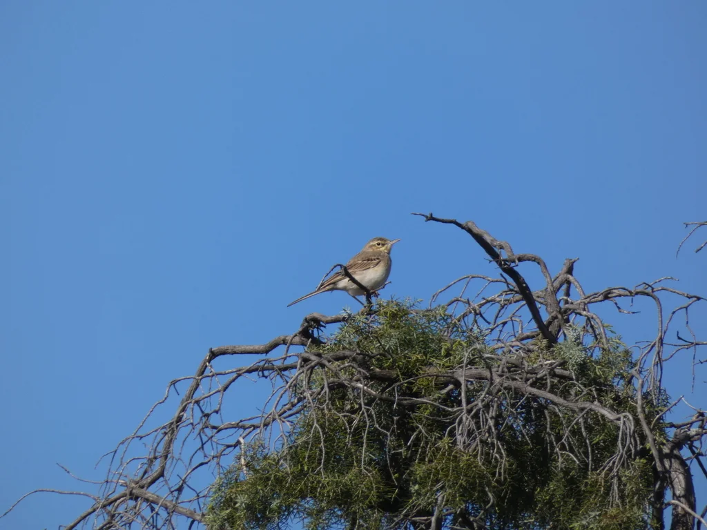 平原鹨(Anthus campestris)