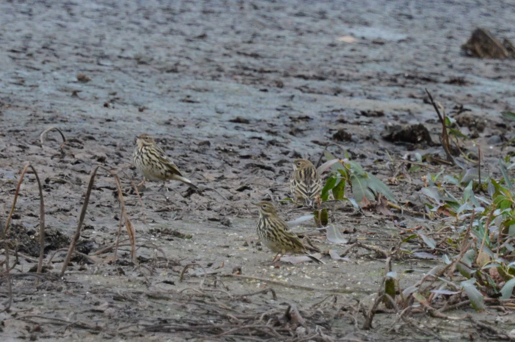 红喉鹨（Anthus cervinus）