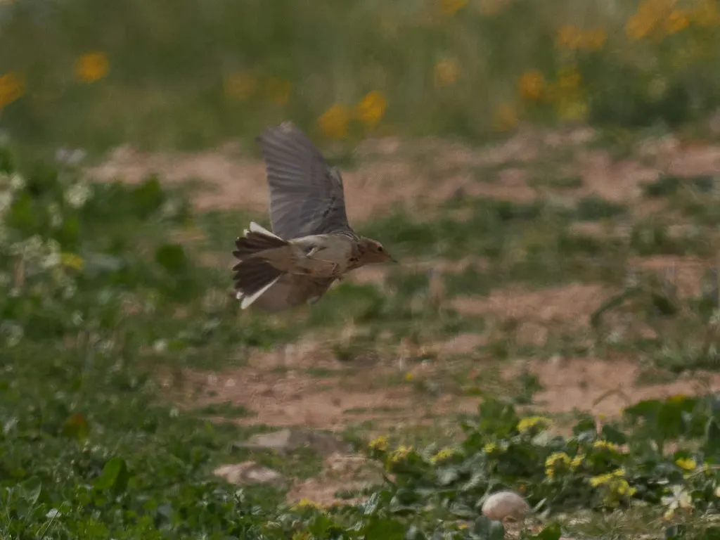 红喉鹨（Anthus cervinus）