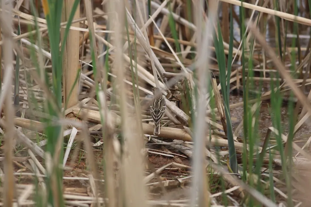 红喉鹨（Anthus cervinus）