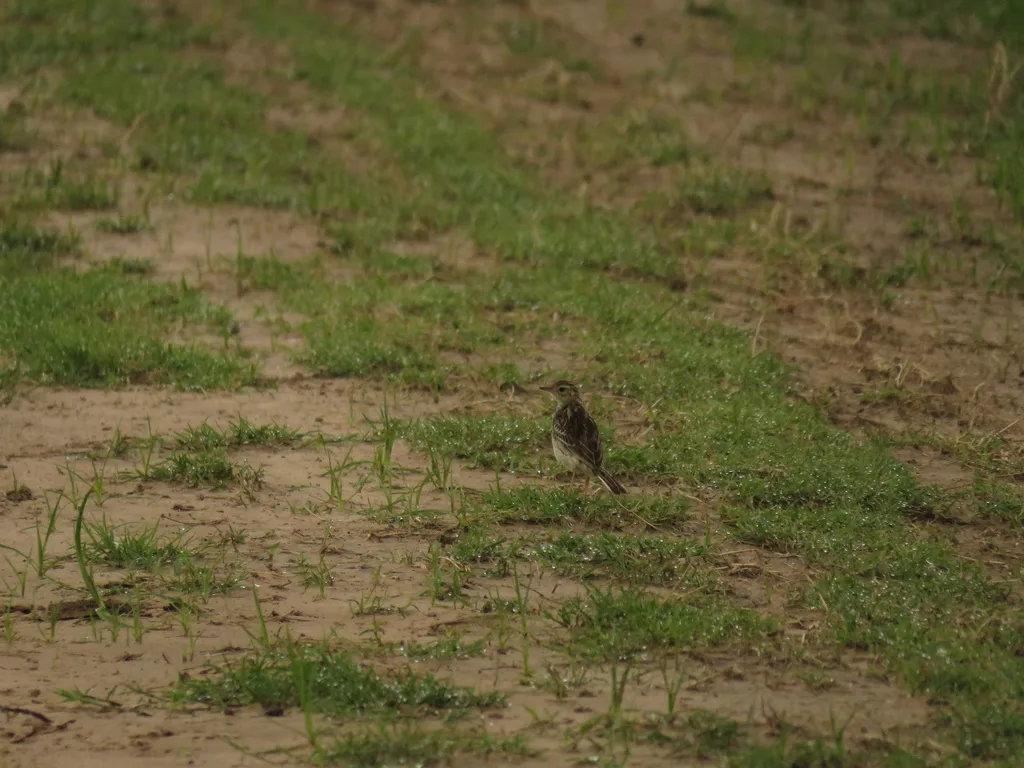 查科鹨(Anthus chacoensis)
