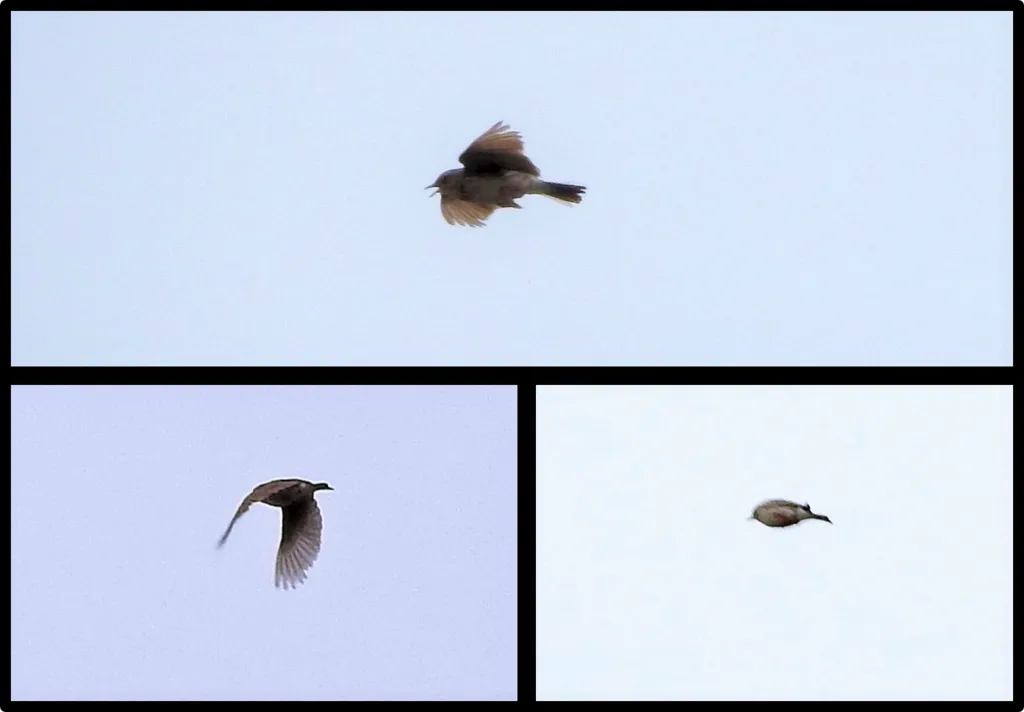 查科鹨(Anthus chacoensis)