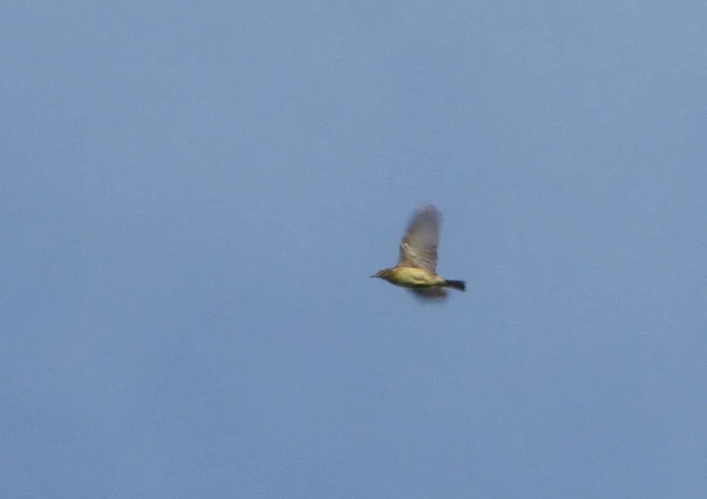 黄鹨(Anthus chii)