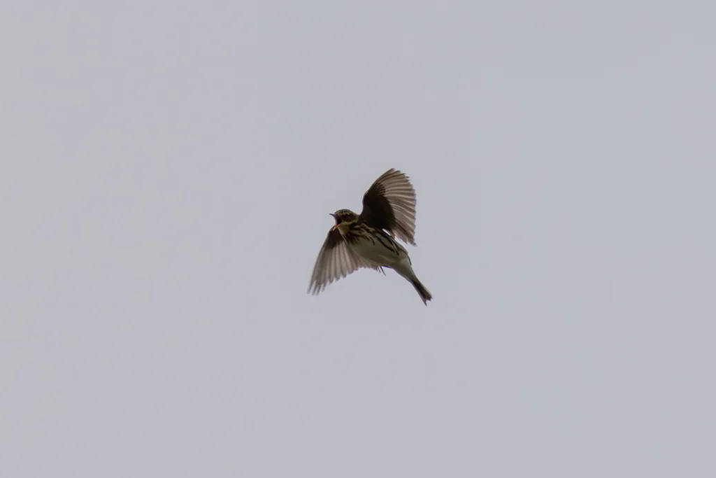 北鹨(Anthus gustavi)