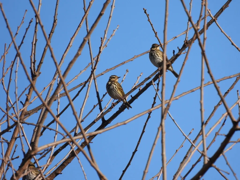 树鹨(Anthus hodgsoni)