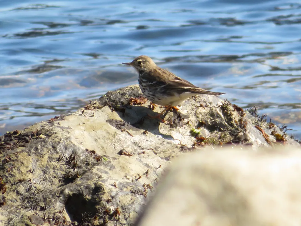 黄腹鹨(Anthus japonicus)