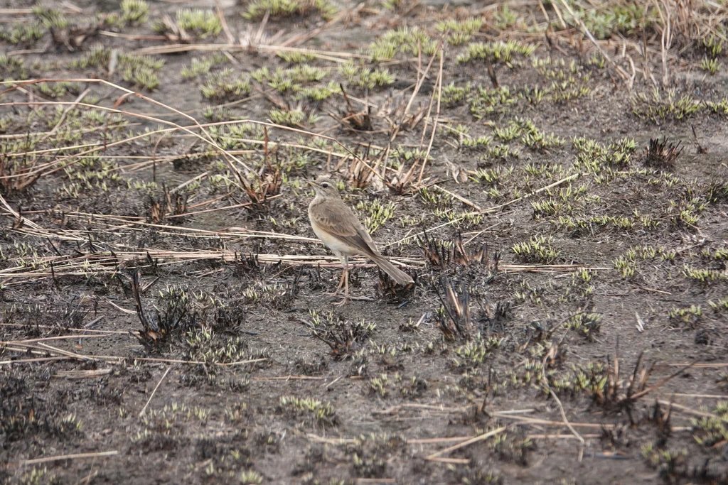纯背鹨(Anthus leucophrys)