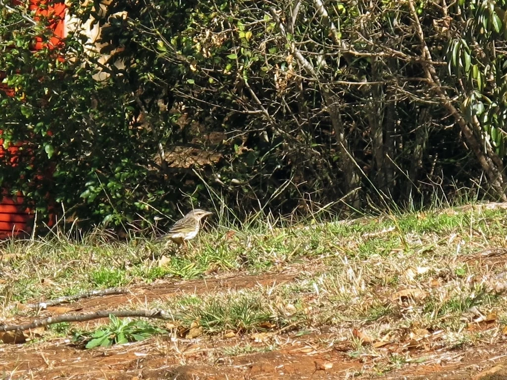 条纹鹨(Anthus lineiventris)