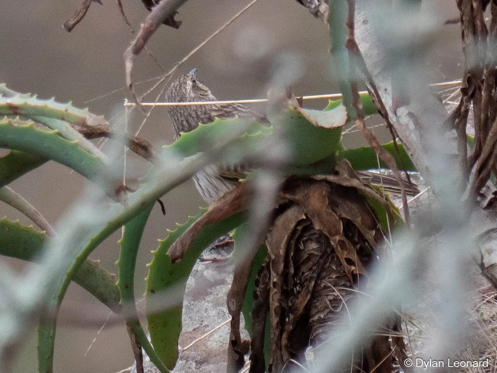 条纹鹨(Anthus lineiventris)