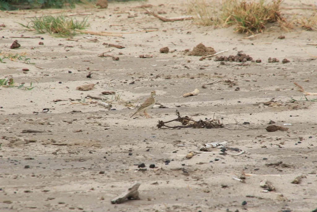 灰鹨(Anthus melindae)