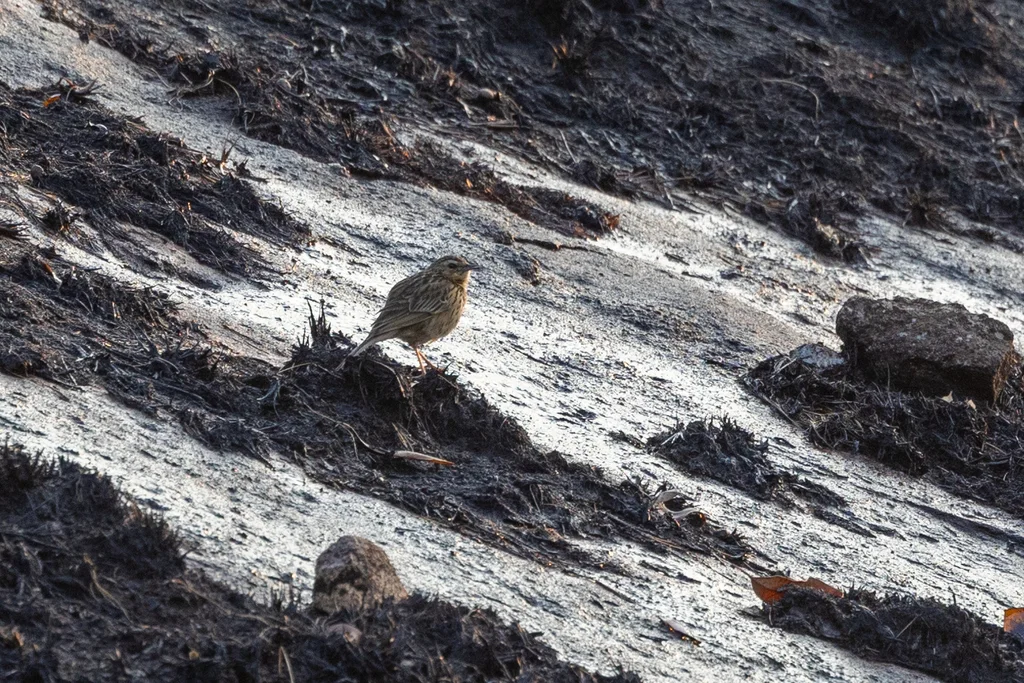印度鹨(Anthus nilghiriensis)