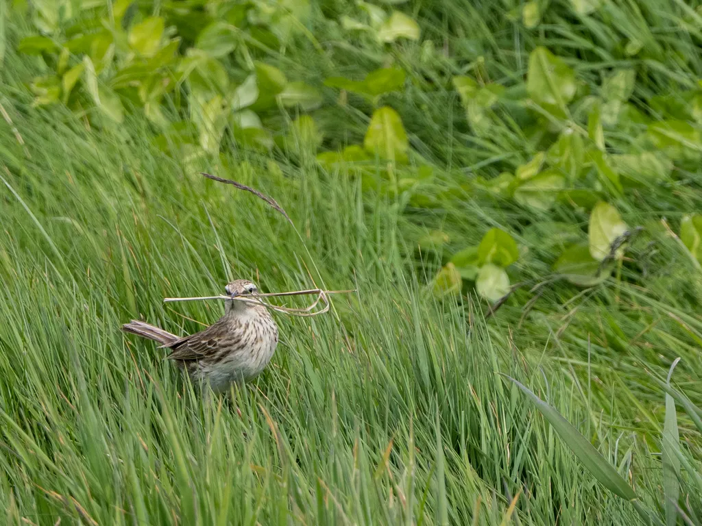 新西兰鹨(Anthus novaeseelandiae)