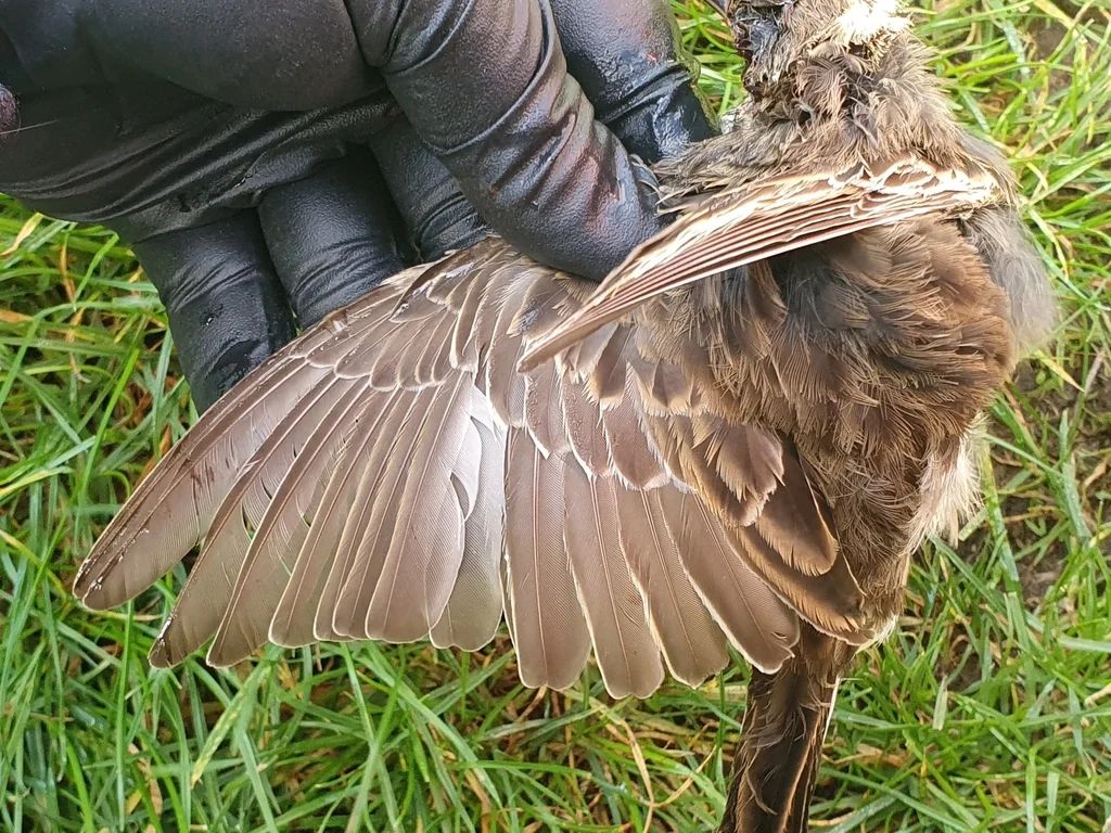 新西兰鹨(Anthus novaeseelandiae)