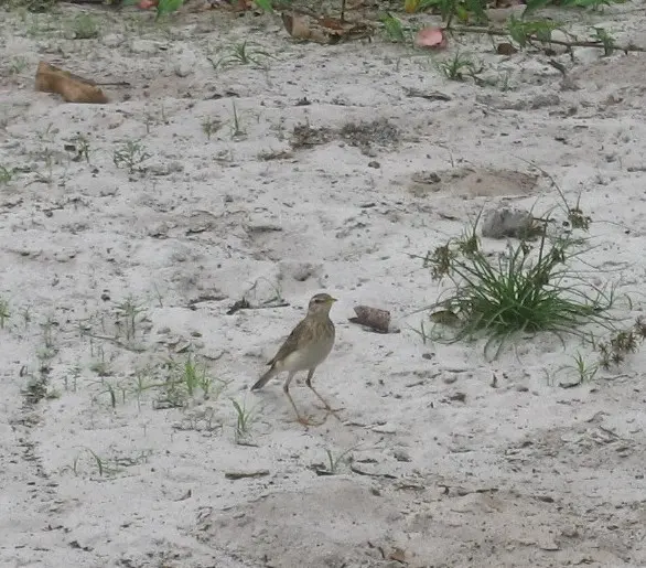 长脚鹨(Anthus pallidiventris)