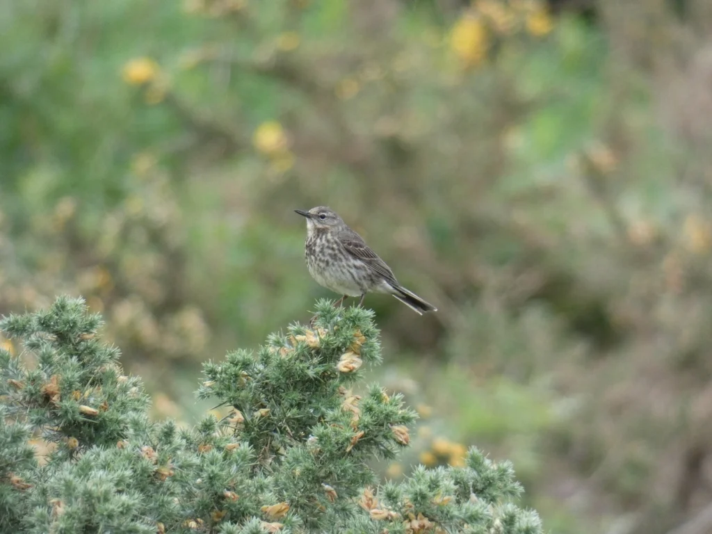石鹨(Anthus petrosus)