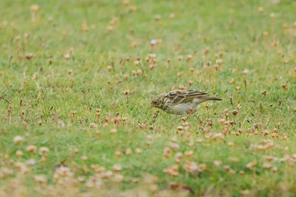 草地鹨(Anthus pratensis)
