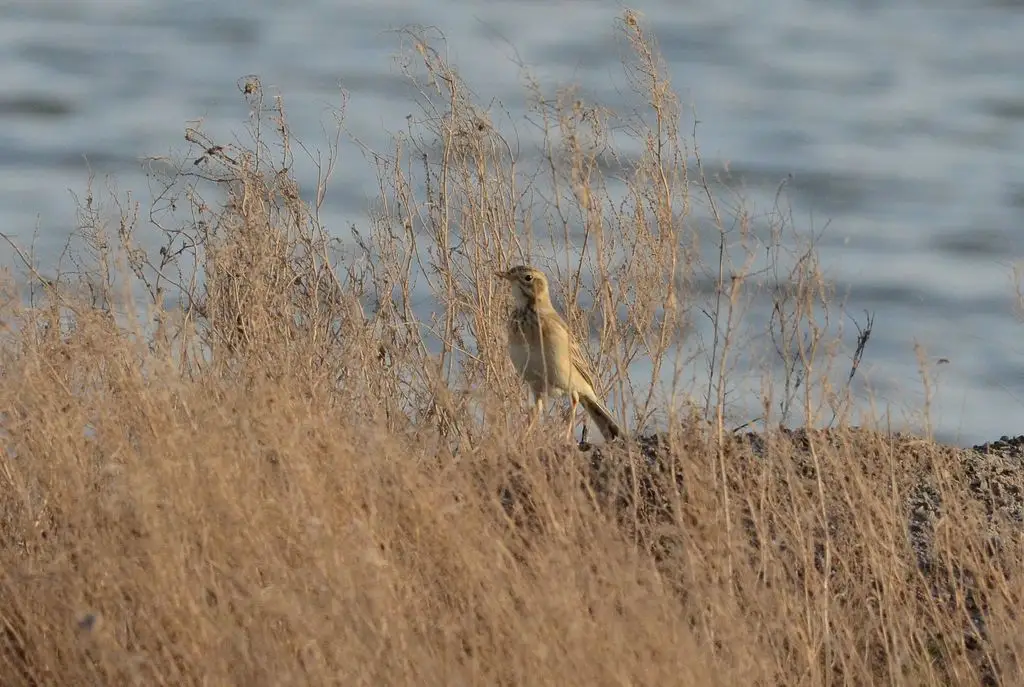 理氏鹨(Anthus richardi)