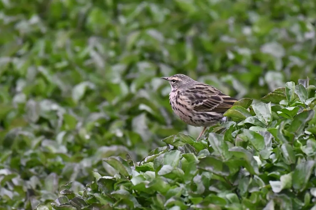 粉红胸鹨(Anthus roseatus)