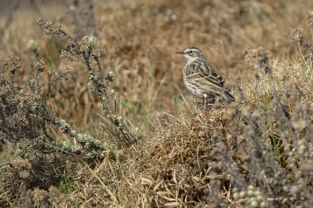 粉红胸鹨(Anthus roseatus)