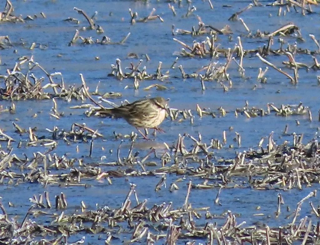 粉红胸鹨(Anthus roseatus)