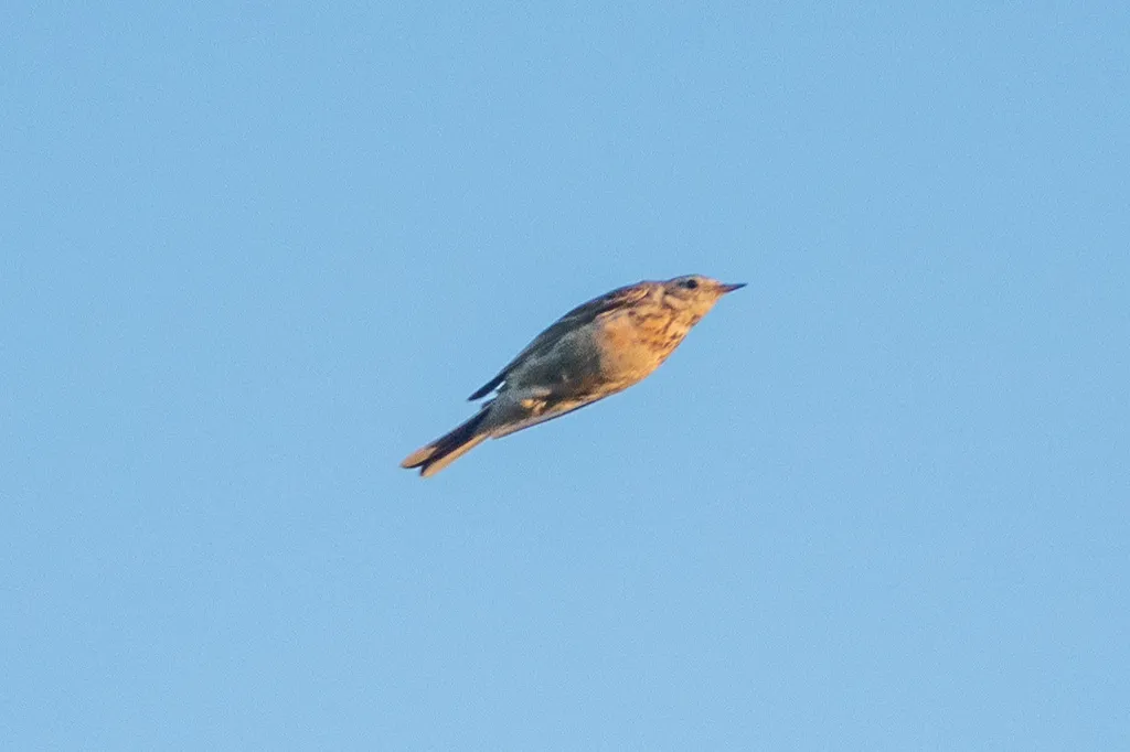 美洲鹨(Anthus rubescens)