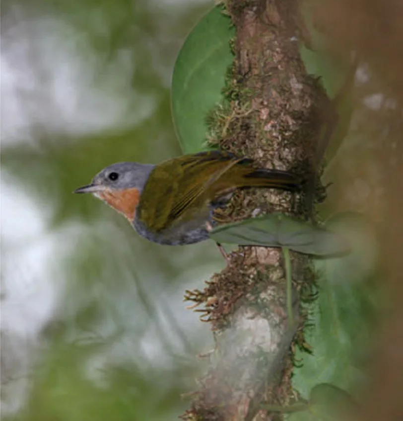 摩鹿加鹨(Anthus ruficollis)