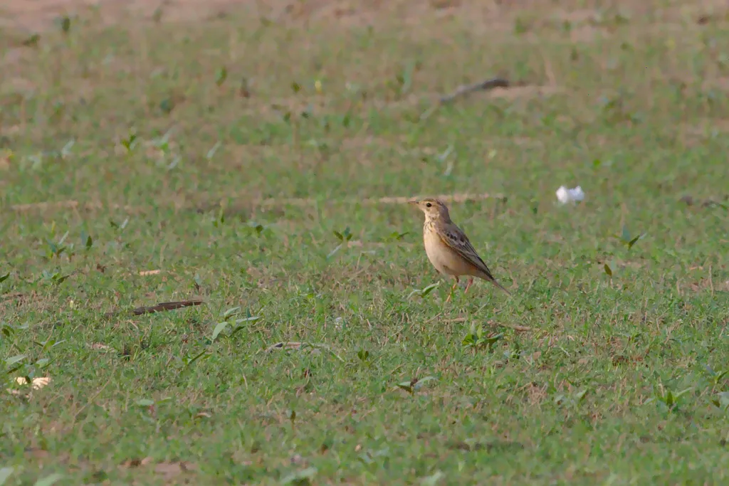 田鹨(Anthus rufulus)