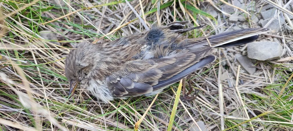 水鹨（Anthus spinoletta）