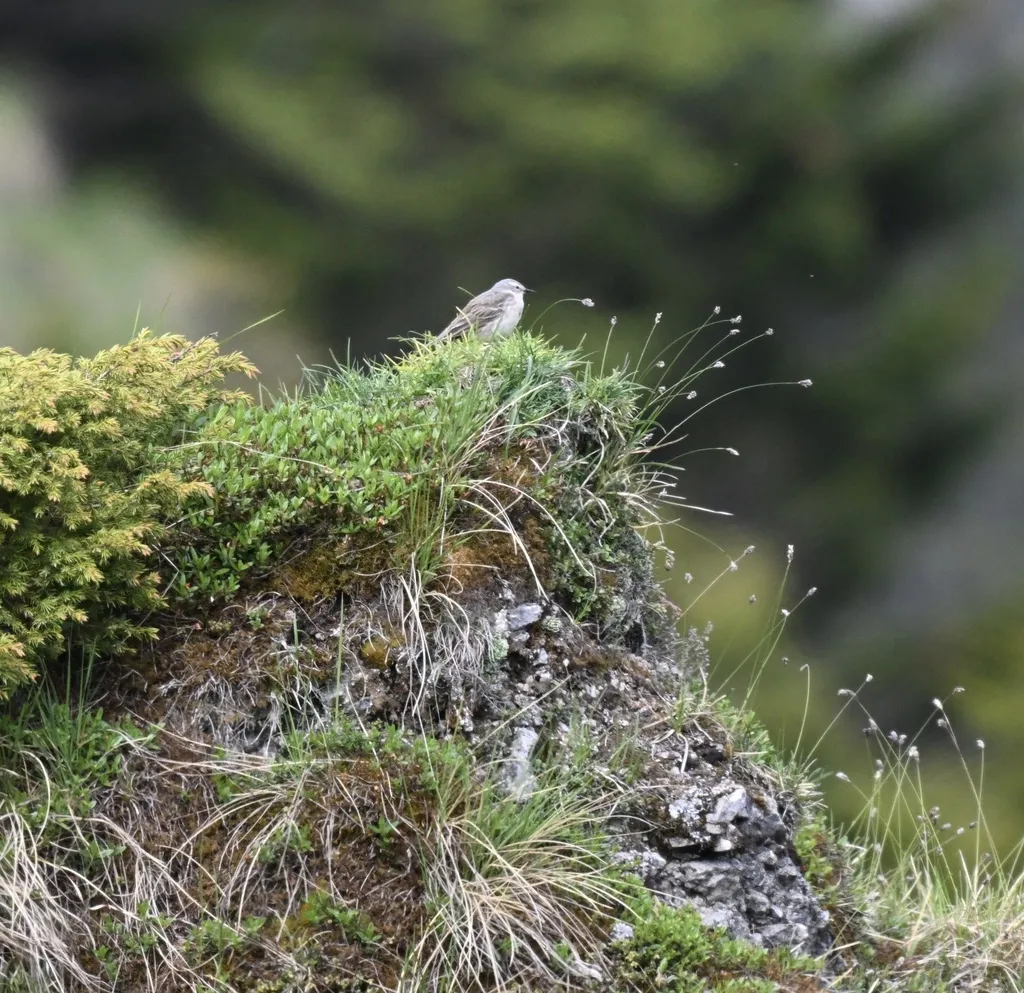 水鹨（Anthus spinoletta）