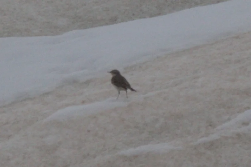 水鹨（Anthus spinoletta）