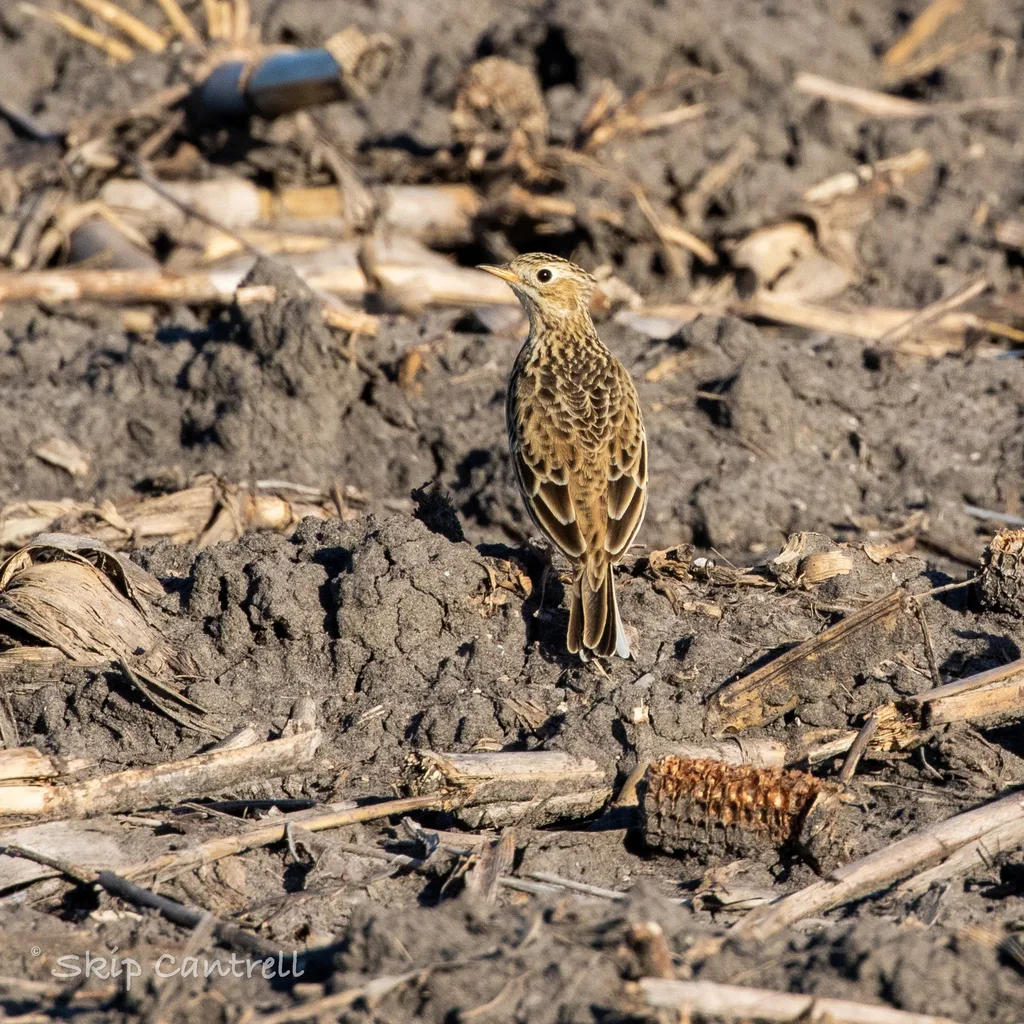 斯氏鹨（Anthus spragueii）