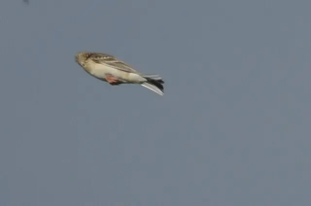 斯氏鹨（Anthus spragueii）