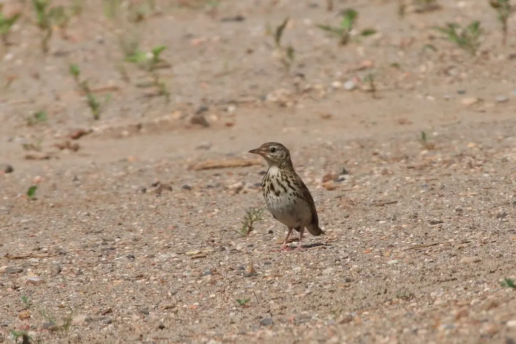 林鹨(Anthus trivialis)
