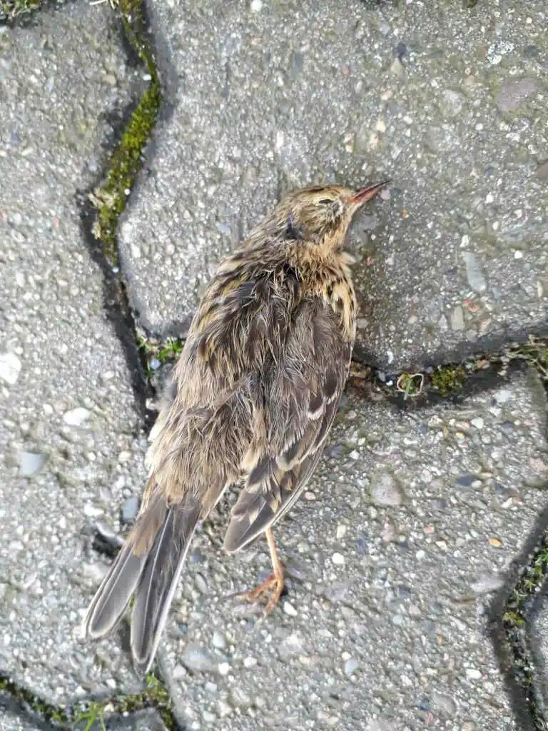 林鹨(Anthus trivialis)